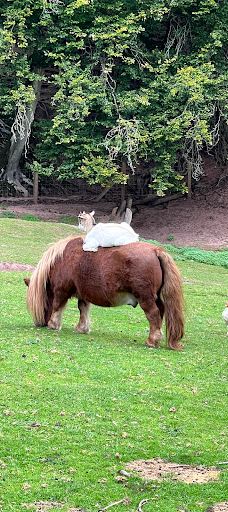 Südliche weinstraße wildlife park-南魏恩斯特拉瑟县