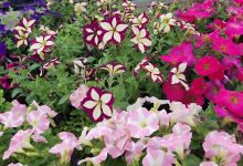 East Pierre Garden Center购物图片