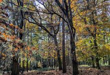 Startpunt Wandelroutes Holterberg景点图片