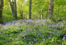 Cowcroft Wood景点图片