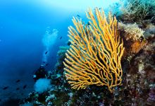 Odissey Diving Ponza景点图片