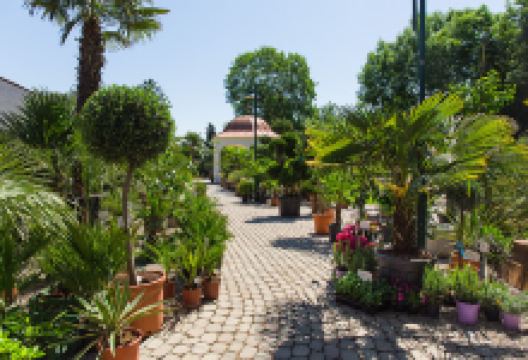 Palmentraum购物图片