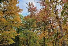 Oconto County Park Campground景点图片