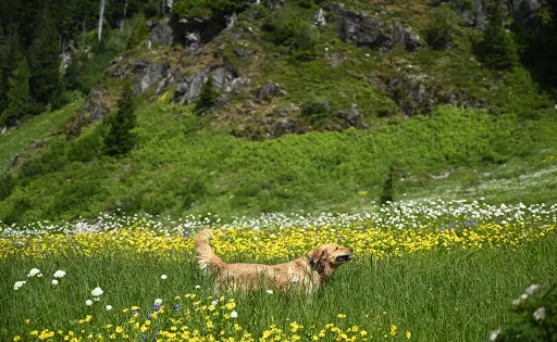 Mount Cheam
