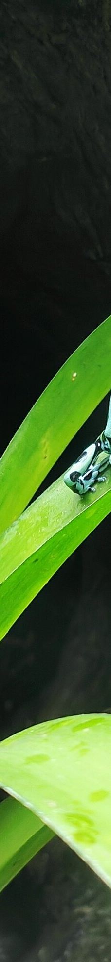 曼彻斯特博物馆-曼彻斯特