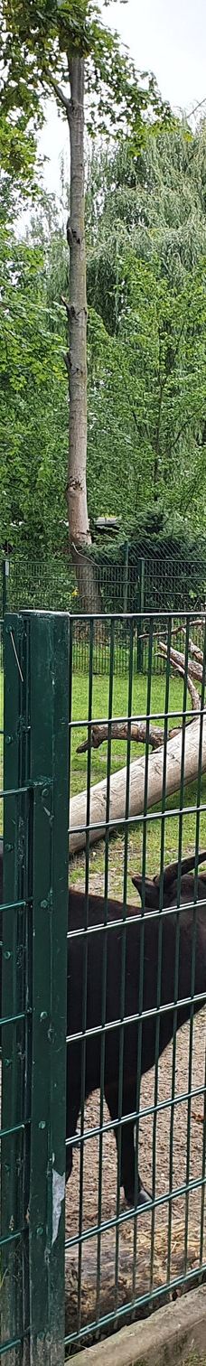 Chemnitz Zoo-开姆尼茨