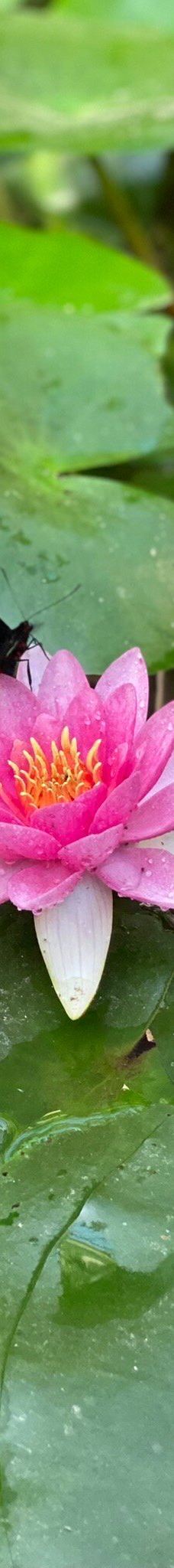 Butterfly Park Empuriabrava-Alt Emporda