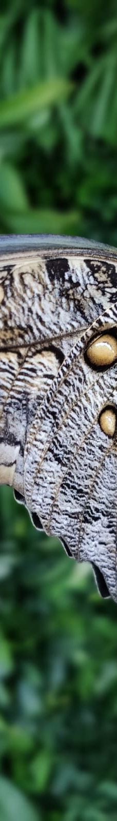 Butterfly Park Empuriabrava-Alt Emporda