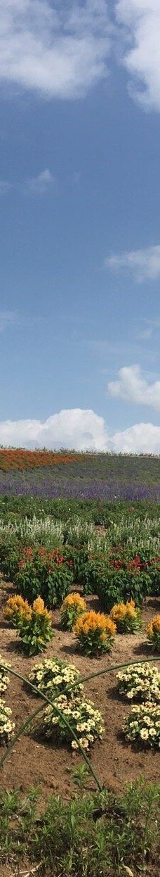菅野农场-上富良野町