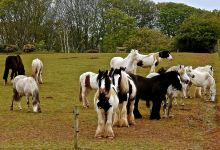 Hillside Shire Horse Sanctuary景点图片