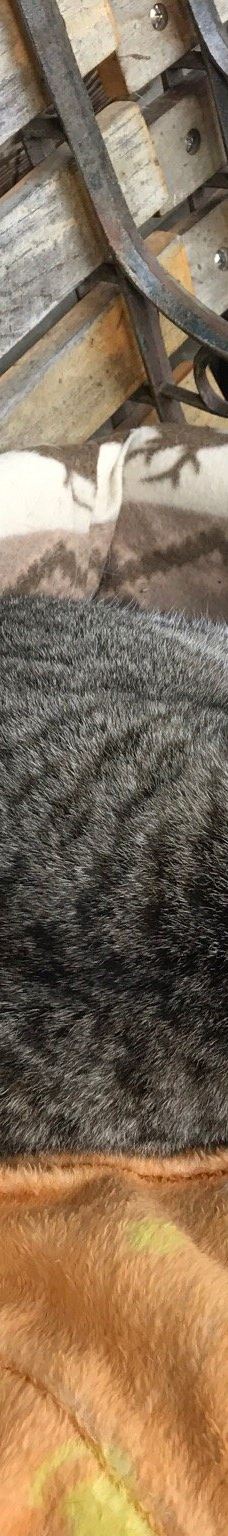 Gotanjoji Temple-越前市