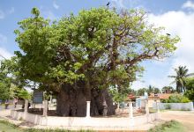 Baobab Tree景点图片