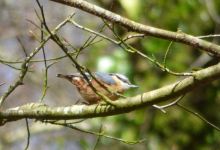 RSPB Chapel Wood Nature Reserve景点图片