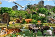 Wildlife watching tour services景点图片