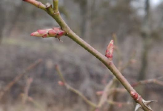 Andreassons äng景点图片