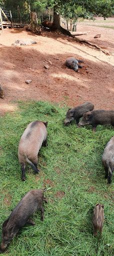 Südliche weinstraße wildlife park-南魏恩斯特拉瑟县