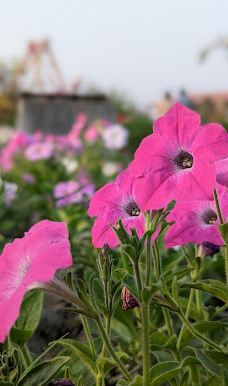 Mohonpur Parjatan Centre-马德拉布乌塔尔乌帕齐拉