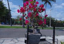 Vivero Bahías景点图片