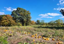 Longmeadow Farm景点图片