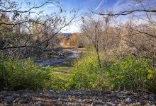Riverwoods Park & Trail景点图片