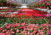 gardening EKOPLANT Banská Bystrica购物图片