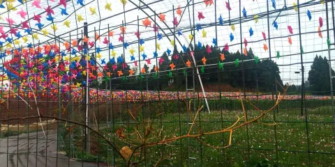 天荷旅遊度假區