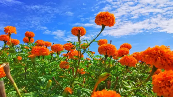長寨村菊花台