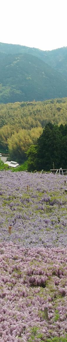 河内藤园-北九州