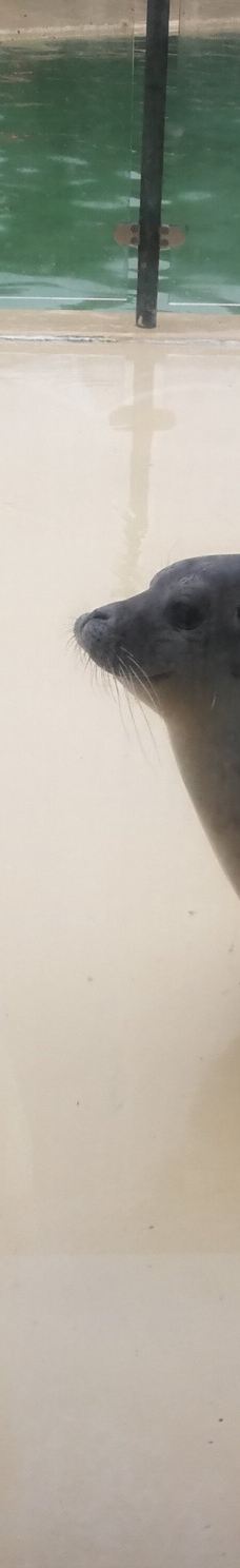 Seehundstation und Waloseum-诺德代希