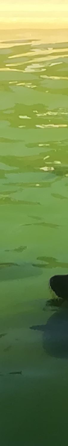 Seehundstation und Waloseum-诺德代希