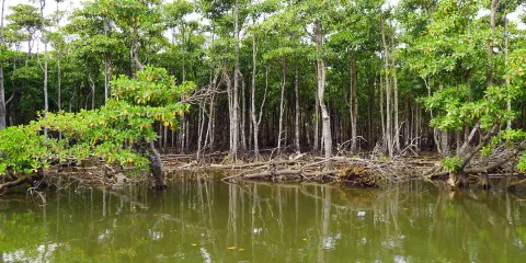 Nakama-river Protected Region