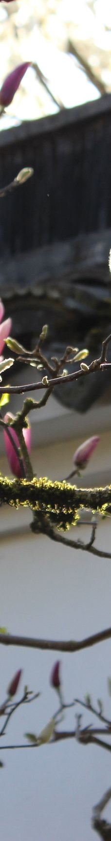 兰苏中国花园-波特兰