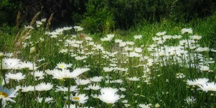 Occidental Arts and Ecology Center