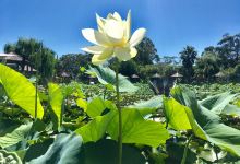 Blue Lotus Water Garden景点图片