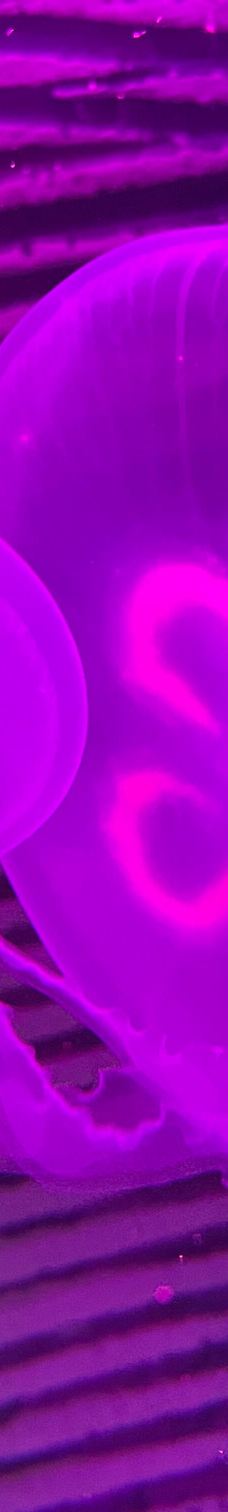 Seehundstation und Waloseum-诺德代希