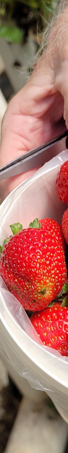 Ricardoes Tomatoes-Blackmans Point