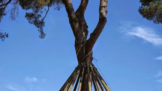 El Pi d'en Xandri