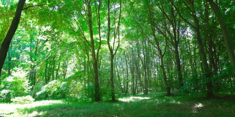 筑波實驗植物園