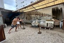 Museo de las Ballenas景点图片