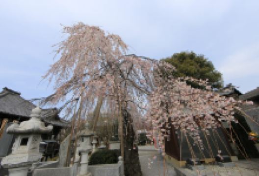 妙建寺景点图片