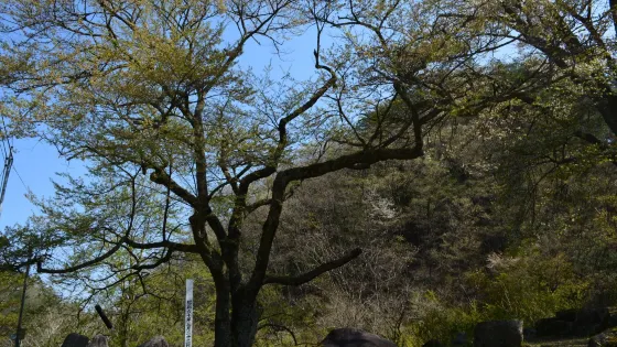 Sakuramoto Park