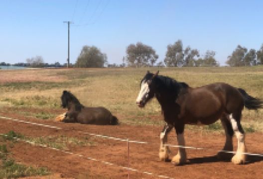 Larne draught horses景点图片