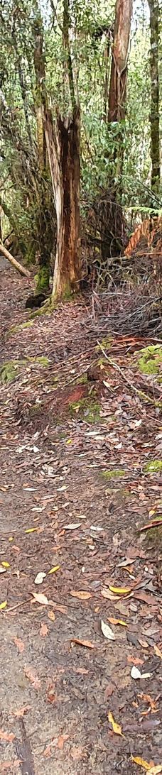 Tall Trees Walk-Mount Field