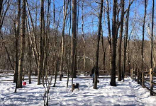 Yorktown Community Dog Park景点图片