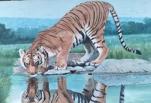 Wildlife Museum景点图片