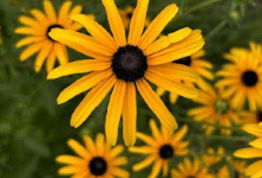 Vinings Mountain Apartments Dog Park景点图片