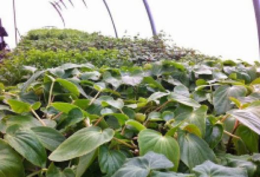 Benson's Farm & Garden购物图片