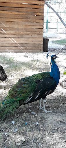 Bandarabbas Birdgarden-阿巴斯港