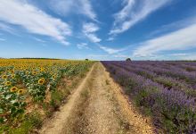 Lavender & Sunflower Field景点图片