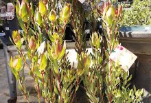 Protea World购物图片
